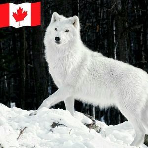 Meet your Posher, Bonnie